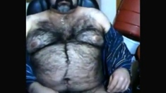 Big hairy bear and hairy body